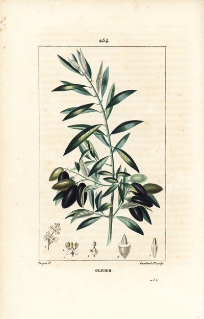 Olivier - Drzewo oliwne, Olea europaea, o liściach, gałęziach, owocach i nasionach. Ręcznie barwiony miedzioryt kropkowany autorstwa Lamberta Juniora na podstawie rysunku Pierre Jean-Francois Turpin z Chaumeton, Poiret and Chamberet „La Flore Medicale”, Pa autorstwa Pierre Jean Francois Turpin