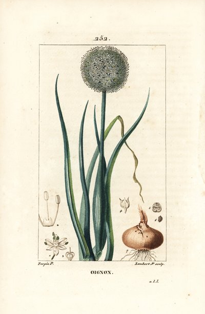 Cebula - Cebula, Allium cepa, z kwiatem, liściem, cebulą i korzeniami. Ręcznie barwiony miedzioryt kropkowany autorstwa Lamberta Juniora na podstawie rysunku Pierre Jean-Francois Turpin z Chaumeton, Poiret and Chamberet „La Flore Medicale”, Paryż, Panckouc autorstwa Pierre Jean Francois Turpin