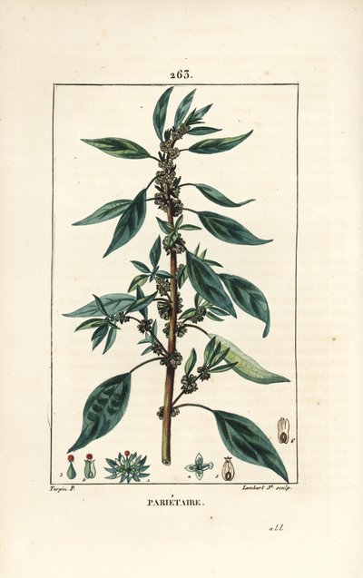 Parietaire officinale (lub Perce wallaille, Casse pierre, Espargoule, Gamberoussette) - Pellitory ścienne, Parietaria officinalis, z łodygą, liśćmi, kwiatami i nasionami. Ręcznie barwiony miedzioryt kropkowany autorstwa Lamberta Juniora na podstawie rysunk autorstwa Pierre Jean Francois Turpin