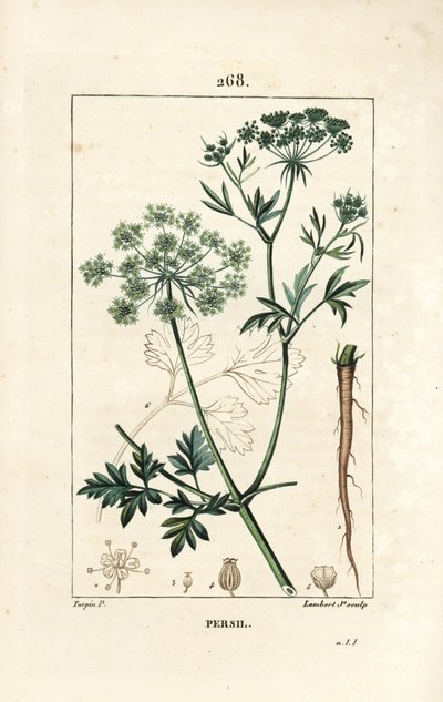 Pietruszka - Pietruszka ogrodowa, Petroselinum crispum, z kwiatem, liściem, łodygą, korzeniem i nasionami. Ręcznie barwiony miedzioryt kropkowany autorstwa Lamberta Juniora na podstawie rysunku Pierre Jean-Francois Turpin z Chaumeton, Poiret i Chamberet „L autorstwa Pierre Jean Francois Turpin