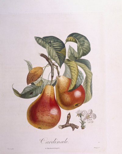 Gruszka „Kardynał” Henry Louis Duhamel du Monceau, płyta botaniczna – Pierre Jean Francois Turpin autorstwa Pierre Jean Francois Turpin