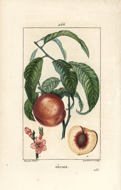 Pecher - Drzewo brzoskwiniowe, Amygdalus persica, o kwiatach, liściach, szypułkach, dojrzałych owocach i owocach w części z nasionami. Ręcznie barwiony miedzioryt kropkowany autorstwa Lamberta Juniora z rysunku Pierre