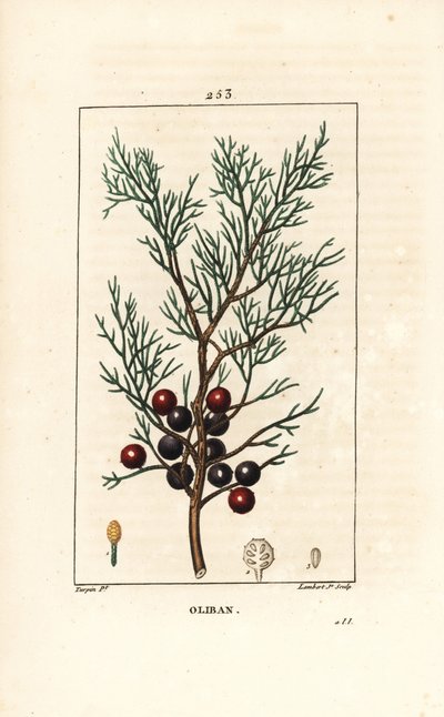 Phoenicie lub Lycia Juniper lub Red Juniper - jałowiec fenicki, arar lub kadzidło, Juniperus phoenicea, z gałązką, liściem i jagodą. Ręcznie barwiony miedzioryt kropkowany autorstwa Lamberta Juniora na podstawie rysunku Pierre