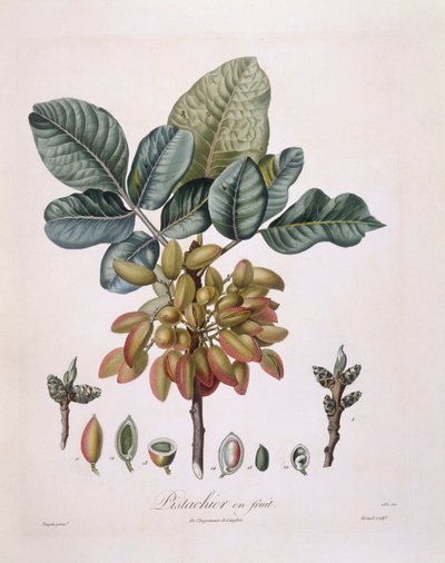 Pistacje (Pistacia vera), Henry Louis Duhamel du Monceau, płyta botaniczna autorstwa Pierre Jean Francois Turpin autorstwa Pierre Jean Francois Turpin