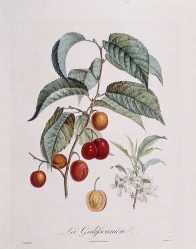 Śliwka "La Galifsonniere" Henry Louis Duhamel du Monceau, płyta botaniczna autorstwa Pierre Jean Francois Turpin autorstwa Pierre Jean Francois Turpin