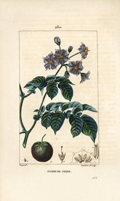 Ziemniak (ziemniak) - Ziemniak, Solanum tuberosum, z kwiatem, liściem, łodygą i owocami. Ręcznie barwiony miedzioryt kropkowany autorstwa Lamberta Juniora na podstawie rysunku Pierre