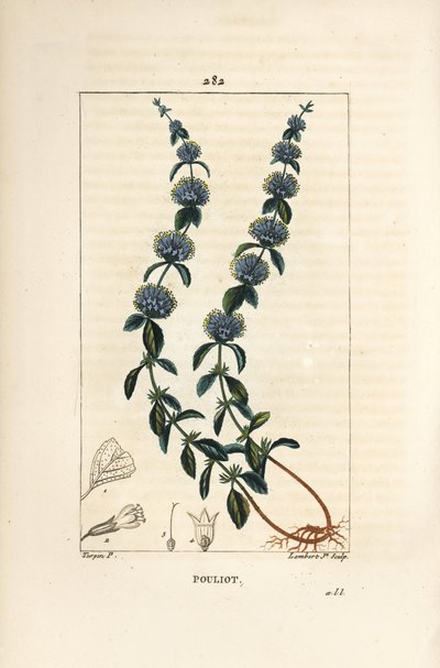 Pouliot Mint - mięta pennyroyal, Mentha pulegium, z kwiatem, liściem, łodygą, korzeniem i nasionami. Ręcznie barwiony miedzioryt kropkowany autorstwa Lamberta Juniora na podstawie rysunku Pierre Jean-Francois Turpin z Chaumeton, Poiret i Chamberet „La Flor autorstwa Pierre Jean Francois Turpin