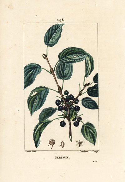 kruszyna przeczyszczająca, kruszyna przeczyszczająca lub kruszyna lekarska - kruszyna przeczyszczająca, Rhamnus cathartica. Ręcznie barwiony miedzioryt kropkowany autorstwa Lamberta Juniora na podstawie rysunku Pierre