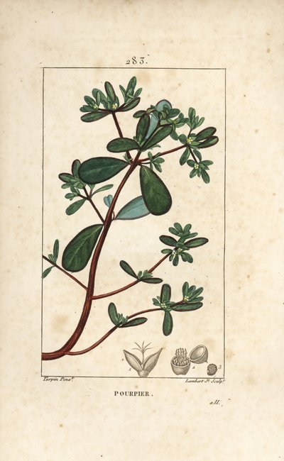 Portulaka, Porcelane, Porculaca oleracea, o liściach, szypułkach i kwiatach. Ręcznie barwiony miedzioryt kropkowany autorstwa Lamberta Juniora na podstawie rysunku Pierre Jean-Francois Turpin z Chaumeton, Poiret and Chamberet „La Flore Medicale”, Paryż, Pa autorstwa Pierre Jean Francois Turpin