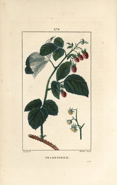 Malina - Malina, Rubus idaeus, ukazująca kwiaty, liście, ciernie i dojrzałe owoce. Ręcznie kolorowany miedzioryt kropkowany autorstwa Lamberta Juniora na podstawie rysunku Pierre