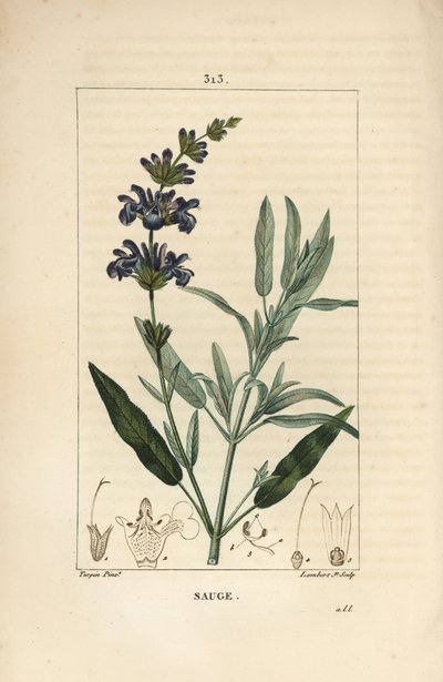 Szałwia lekarska - Szałwia lekarska, Salvia officinalis, o kwiatach, liściach, szypułce i nasionach. Ręcznie barwiony miedzioryt kropkowany autorstwa Lamberta Juniora na podstawie rysunku Pierre