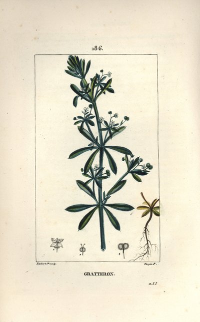 Scratteron lub rible, grateron, drapanie po języku, gaille - Trawa gęsi, Galium aparine. Ręcznie barwiony miedzioryt kropkowany autorstwa Lamberta Juniora na podstawie rysunku Pierre
