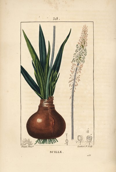 Cebula morska, Drimia maritima, z cebulką, liściem, łodygą i kwiatem. Ręcznie barwiony miedzioryt kropkowany autorstwa Lamberta Juniora na podstawie rysunku Pierre Jean-Francois Turpin z Chaumeton, Poiret and Chamberet „La Flore Medicale”, Paryż, Panckouck autorstwa Pierre Jean Francois Turpin
