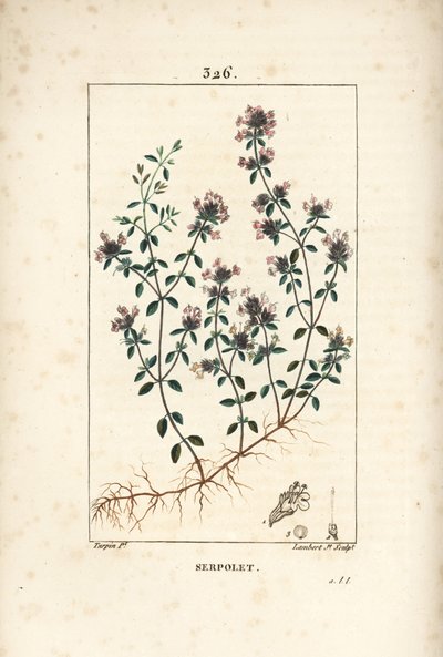 Serpolet lub tymianek serpolet - Tymianek pełzający lub tymianek dziki, Thymus serpyllum, z kwiatem, liściem, łodygą i korzeniem. Ręcznie barwiony miedzioryt kropkowany autorstwa Lamberta Juniora z rysunku Pierre Jean-Francois Turpin z Chaumeton, Poiret i  autorstwa Pierre Jean Francois Turpin