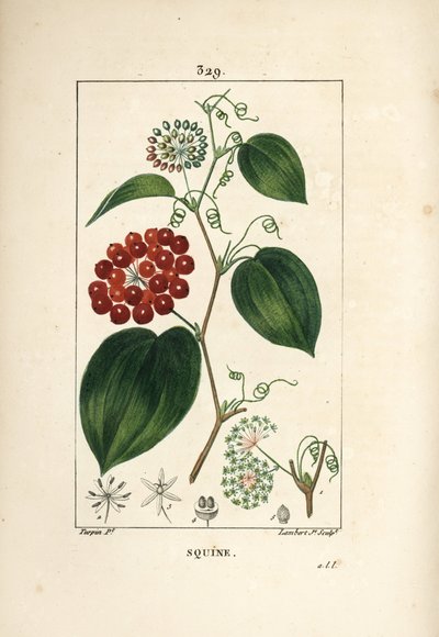 Odmiana Smilax - Chiński smilax, Smilax china, z kwiatami, wąsami, liśćmi i owocami. Ręcznie barwiony miedzioryt kropkowany autorstwa Lamberta Juniora na podstawie rysunku Pierre