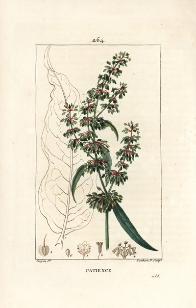 Spinard sorrel ou patient des moines - Dok cierpliwości, Rumex patientia, z obrysem kwiatów, łodyg, liści, nasion i liści. Ręcznie barwiony miedzioryt kropkowany autorstwa Lamberta Juniora na podstawie rysunku Pierre Jean-Francois Turpin z Chaumeton, Poire autorstwa Pierre Jean Francois Turpin