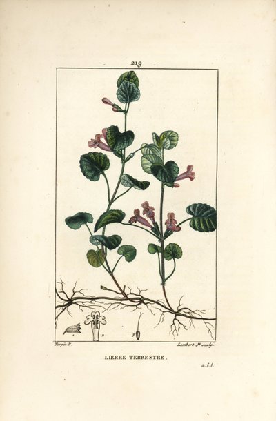 Bluszcz naziemny - Bluszcz naziemny, Hedera terrestris. Ręcznie barwiony miedzioryt kropkowany autorstwa Lamberta Juniora na podstawie rysunku Pierre Jean-Francois Turpin z Chaumeton, Poiret and Chamberet „La Flore Medicale”, Paryż, Panckoucke autorstwa Pierre Jean Francois Turpin