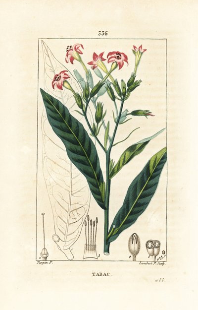 Tytoń - Tytoń, Nicotiana tabacum. Ręcznie barwiony miedzioryt kropkowany autorstwa Lamberta Juniora na podstawie rysunku Pierre Jean-Francois Turpin z Chaumeton, Poiret and Chamberet „La Flore Medicale”, Paryż, Panckoucke autorstwa Pierre Jean Francois Turpin