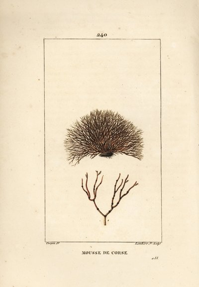 Odmiana morszczynu - Wrak morski, Fucus helminthocorton. Ręcznie barwiony miedzioryt kropkowany autorstwa Lamberta Juniora na podstawie rysunku Pierre Jean-Francois Turpin z Chaumeton, Poiret and Chamberet „La Flore Medicale”, Paryż, Panckoucke autorstwa Pierre Jean Francois Turpin