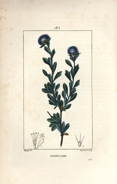 Odmiana kulistych - Globularia z trzema zębami, Globularia fruticosa. Ręcznie barwiony miedzioryt kropkowany autorstwa Lamberta Juniora na podstawie rysunku Pierre