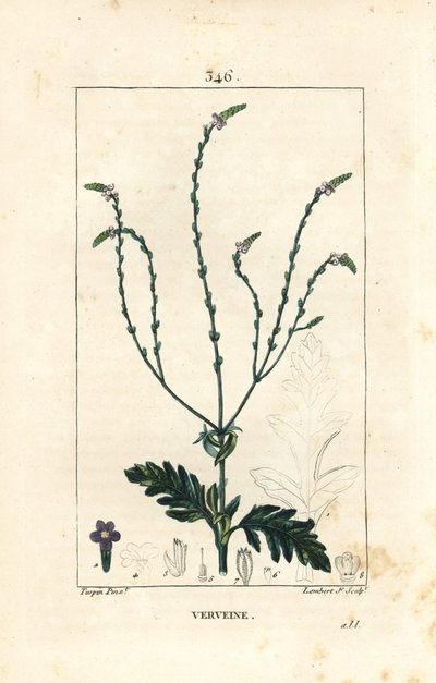 Werbena lub Święte Ziele, Żyła Wenus lub Ziele Czarownicy - Werbena, Werbena officinalis. Ręcznie barwiony miedzioryt kropkowany autorstwa Lamberta Juniora na podstawie rysunku Pierre