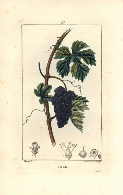 Winorośl - Winogrona, Vitis vinifera, z owocami, liśćmi, wąsami i łodygami. Ręcznie barwiony miedzioryt kropkowany autorstwa Lamberta Juniora na podstawie rysunku Pierre Jean-Francois Turpin z Chaumeton, Poiret and Chamberet „La Flore Medicale”, Paryż, Pan autorstwa Pierre Jean Francois Turpin