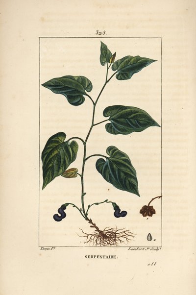 Virginia Snakeroot - Korzeń węża wirginijskiego, Aristolochia serpentaria, z kwiatem, liściem, łodygą, nasionami i korzeniem. Ręcznie barwiony miedzioryt kropkowany autorstwa Lamberta Juniora na podstawie rysunku Pierre
