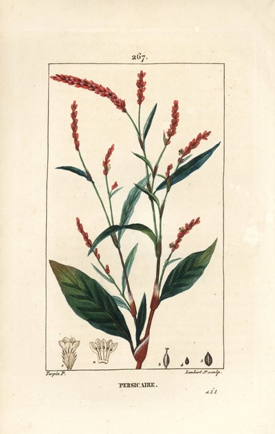 Rdest wodny papryka wodna - papryka wodna, persicaria hydropiper (Polygonum hydropiper), o kwiatach, szypułkach i liściach. Ręcznie barwiony miedzioryt kropkowany autorstwa Lamberta Juniora z rysunku Pierre Jean-Francois Turpin z Chaumeton, Poiret i Chambe autorstwa Pierre Jean Francois Turpin