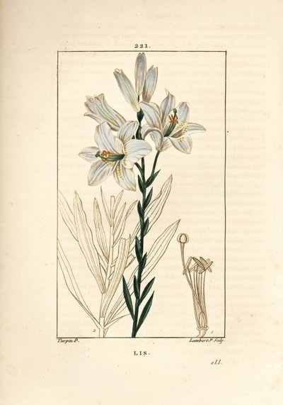 Biała lilia lub lilia madonna - Biała lilia, Lilium candidum. Ręcznie barwiony miedzioryt kropkowany autorstwa Lamberta Juniora na podstawie rysunku Pierre Jean-Francois Turpin z Chaumeton, Poiret and Chamberet „La Flore Medicale”, Paryż, Panckoucke autorstwa Pierre Jean Francois Turpin