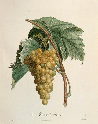 Białe winogrona muszkatowe – Pierre Jean Francois Turpin (1775-1840) autorstwa Pierre Jean Francois Turpin