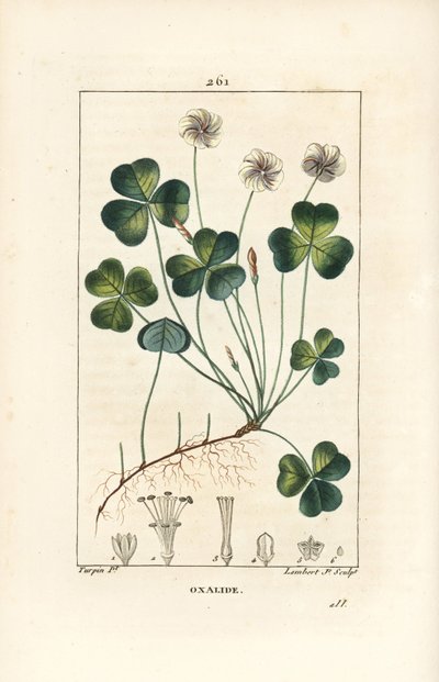 Szczaw zajęczy, Oxalide (oxalis) des bois - Szczaw zajęczy, Oxalis acetosella, z kwiatem, liściem, łodygą, nasionem i korzeniem. Ręcznie barwiony miedzioryt punktowany autorstwa Lamberta Juniora z rysunku Pierre Jean-Francois Turpin z Chaumeton, Poiret i C autorstwa Pierre Jean Francois Turpin