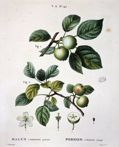 Dzikie jabłko pospolite - w „”New Duhamel du Monceau czyli traktacie o drzewach i krzewach uprawianych we Francji”, ryciny wg rysunków P.J. Redoute i P. Bessa, Paryż autorstwa Pierre Joseph (after) Redoute