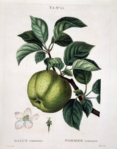 Jabłoń - w „”New Duhamel du Monceau, czyli smakołyki drzew i krzewów, które uprawia się we Francji”, figury wg rysunków P.J. Redoute i P. Bessa, Paryż autorstwa Pierre Joseph (after) Redoute