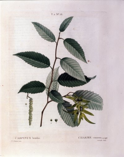 Botaniczny: gałąź uroku. Talerz zaczerpnięty z „”Nouveau Duhamel du Monceau or Treats Treats Drzewa i Krzaki Uprawiane we Francji”” Akwarela Pierre Joseph Redoute (1759-1840) 1819 autorstwa Pierre Joseph (after) Redoute