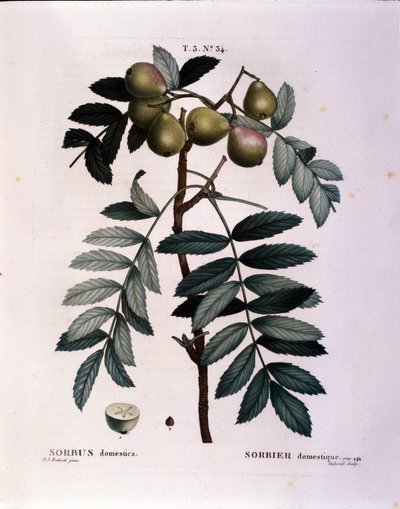 Botaniczny: gałązka cormier (Sorbus domestica) Talerz zaczerpnięty z „” Nouveau Duhamel du Monceau or Treats Treats Trees and Shrubs Cultivated in France”” Akwarela Pierre Joseph Redoute (1759-1840) 1819 autorstwa Pierre Joseph (after) Redoute