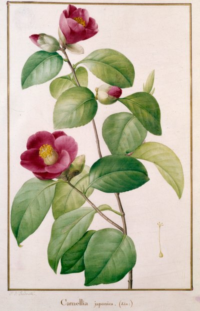 Talerz botaniczny Camellia japonica Pierre Joseph Redoute (1759-1840) XIX-wieczny Paryż, Muzeum Historii Naturalnej autorstwa Pierre Joseph (after) Redoute