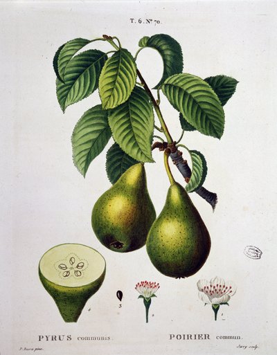 Poirier - w „”New Duhamel du Monceau czyli traktacie o drzewach i krzewach uprawianych we Francji””, figury według rysunków P.J. Redoute i P. Bessa, Paryż autorstwa Pierre Joseph (after) Redoute