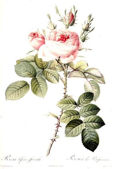 Rosa Bifera Officinalis, grawerowana przez Langlois, wyd. Remond (kolorowa grawerunek) autorstwa Pierre Joseph (after) Redoute