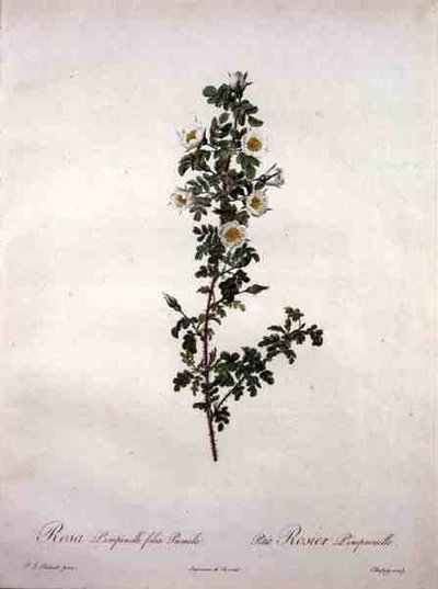 Rosa pimpinelli folia pumila (róża szkocka karłowata), grawerowane przez Chapuy, z 