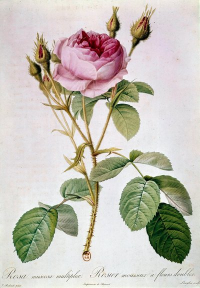 Rose Planche – Pierre Joseph Redoute (1759-1840) 1817 Paryż, B.N. autorstwa Pierre Joseph (after) Redoute