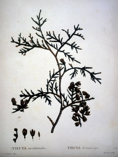 Thuya occidentalis lub American Thuya - w „”New Duhamel du Monceau lub traktacie o drzewach i krzewach tej kultury we Francji””, figury według rysunków P.J. Redoute i P. Bessa autorstwa Pierre Joseph (after) Redoute