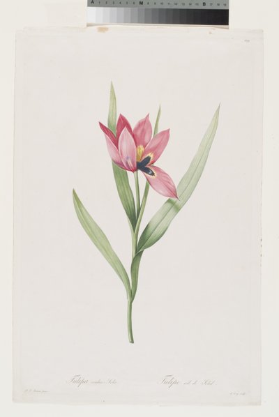 Tulip Oeil De Soleil autorstwa Pierre Joseph (after) Redoute