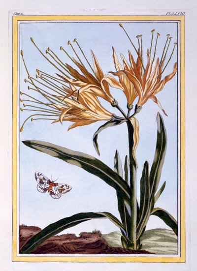Lilia, wyd. 1776. autorstwa Pierre-Joseph Buchoz