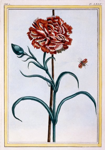 Goździk, wyd. 1776. autorstwa Pierre Joseph Buchoz