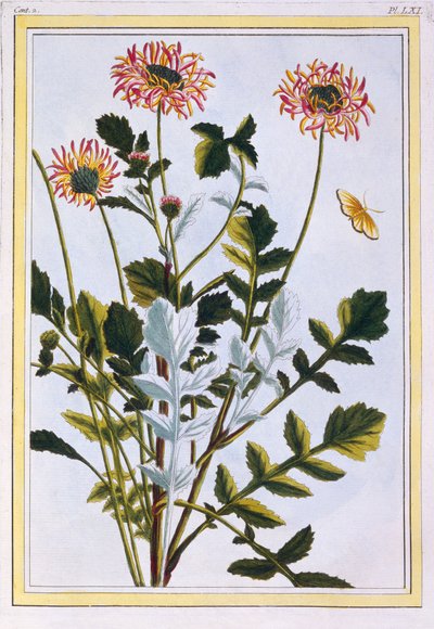 Ethiopian Arcotis (lilia afrykańska), c.1766 (ręcznie barwiony grawerunek) autorstwa Pierre Joseph Buchoz