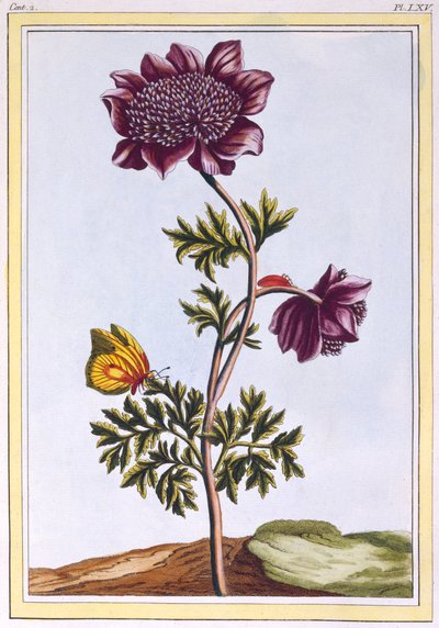 Anenom ogrodowy Windflower, wyd. 1776. autorstwa Pierre Joseph Buchoz