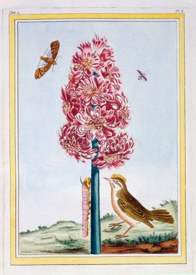Hiacynt, ok.1766 (ręcznie barwiony grawerunek) autorstwa Pierre Joseph Buchoz
