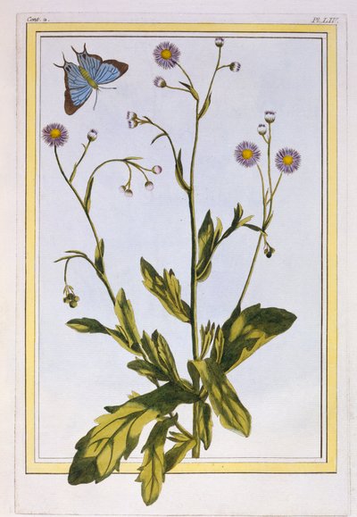 The Erigeron of Philadelphia Canadian Fleabane, wyd. 1776. autorstwa Pierre Joseph Buchoz