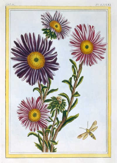 Królowa Małgorzata Aster, wyd. 1776. autorstwa Pierre Joseph Buchoz