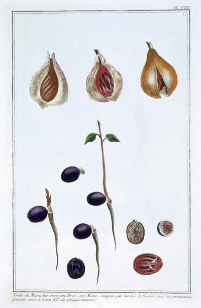 Gałka muszkatołowa, c1751-1807 autorstwa Pierre Joseph Buchoz